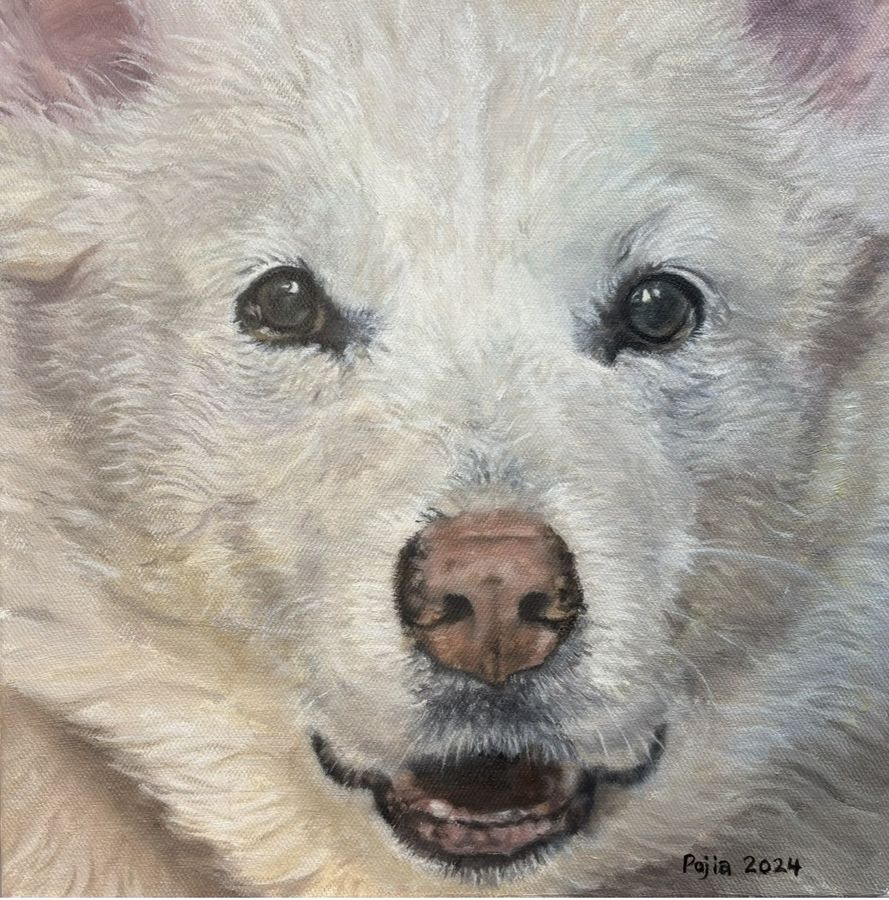 Snow — close portrait of a white dog with soft dark eyes